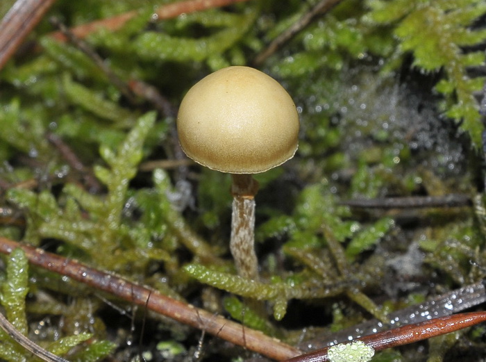 Galerina sp.